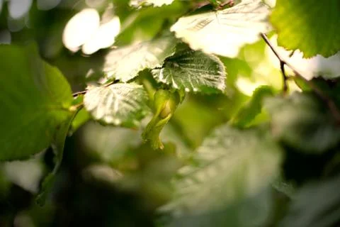 Hazelnuts closeup. Hazelnuts on green background.. Stock Photos