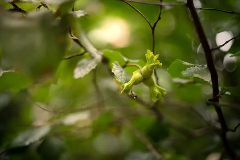 Hazelnuts closeup. Hazelnuts on green background.. Stock Photos