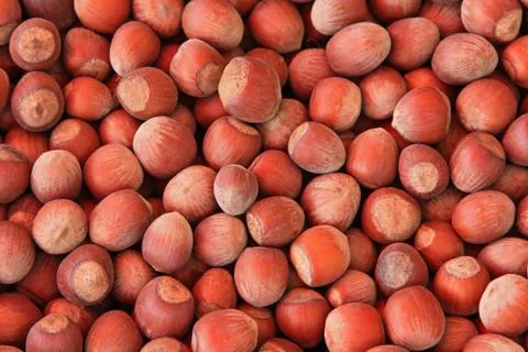 Hazelnuts closeup Stock Photos