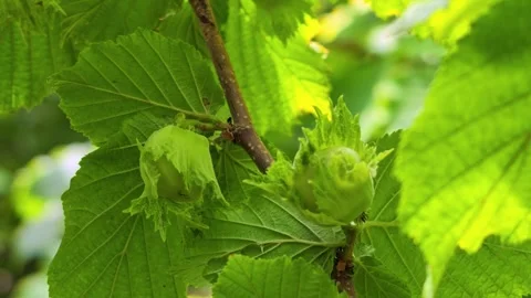 Hazelnuts develop in green husks among large leaves Stock Footage 338302223