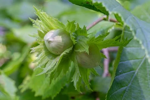 Hazelnuts developing on Corylus avellana branches in a lush green setting d.. Foto stock