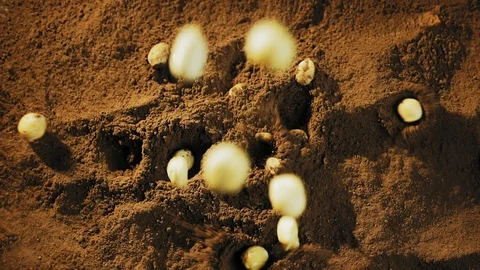 Hazelnuts fall in chocolate or cocoa powder Stock Footage 102060032