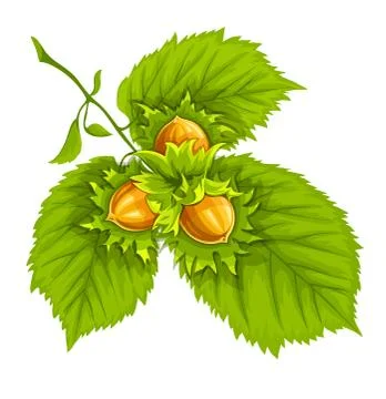 Hazelnuts on green leaves Stock Illustration