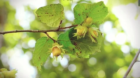 Hazelnuts Growing on a Tree in Autumn Stock Footage 59086521