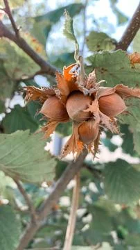 Hazelnuts hang on a branch Stock Photos