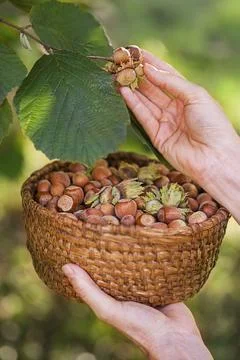 Hazelnuts harvesting in basket from tree Stock Photos