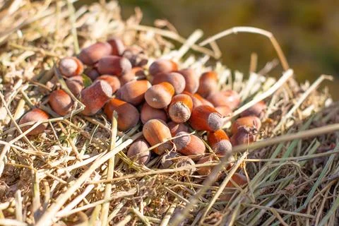Hazelnuts. Hazelnuts, filbert in a sack bag on a wooden background. Hazelnut  Stock Photos
