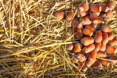 Hazelnuts. Hazelnuts, filbert in a sack bag on a wooden background. Hazelnut  Stock Photos