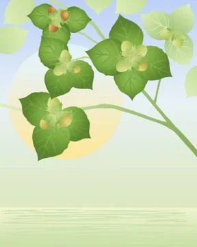 Hazelnuts Illustrazione stock