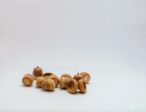 Hazelnuts isolated on white ground Stock Photos