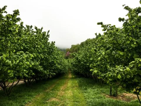 Hazelnuts in the Langhe Stock Photos