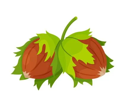 Hazelnuts with leaves. Hand drawn trendy flat style isolated icon Stock Illustration