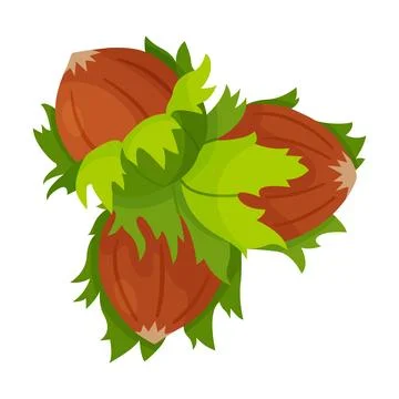 Hazelnuts with leaves. Hand drawn trendy flat style isolated icon Stock Illustration