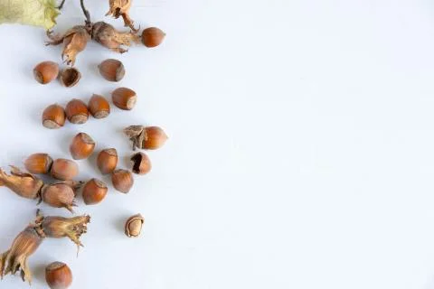 Hazelnuts on a light background. Healthy nuts. Fruits of a forest shrub, haze Stock Photos