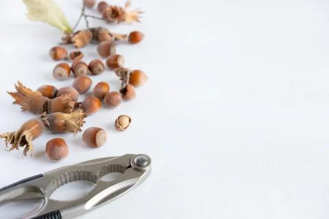 Hazelnuts on a light background. Healthy nuts. Fruits of a forest shrub, haze Foto stock