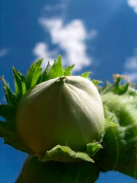 Hazelnuts nuts growing on trees Foto stock