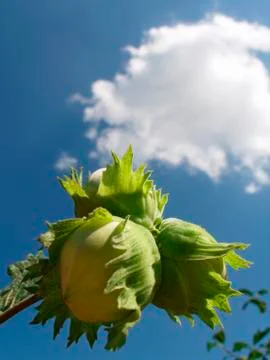 Hazelnuts nuts growing on trees Foto stock