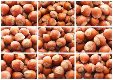 Hazelnuts or filbert nuts Stock Photos