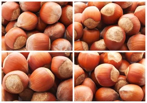 Hazelnuts or filbert nuts Stock Photos