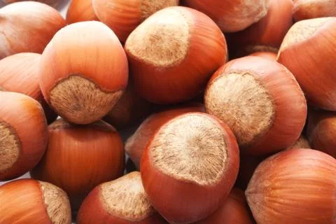 Hazelnuts or filbert Stock Photos