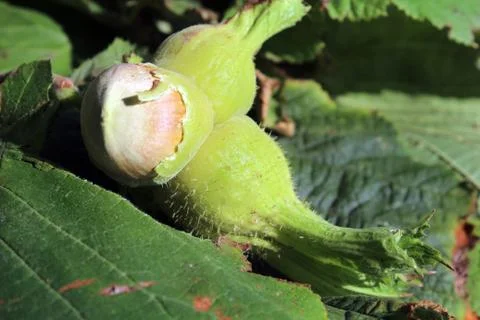 Hazelnuts Stock Photos