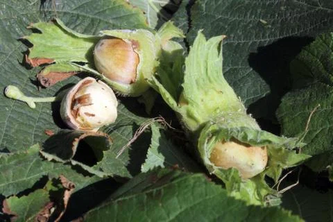 Hazelnuts Stock Photos