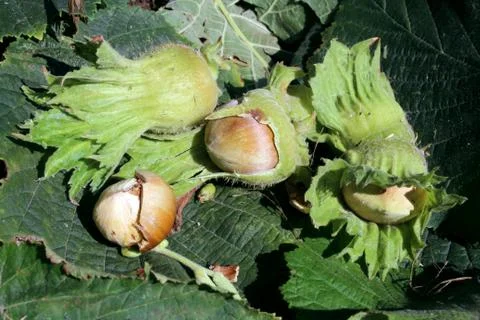 Hazelnuts Stock Photos