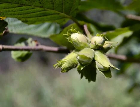 Hazelnuts Stock Photos