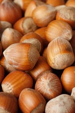 Hazelnuts Stock Photos