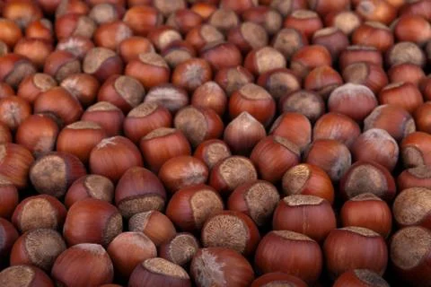 Hazelnuts Stock Photos