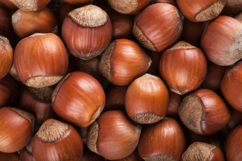 Hazelnuts Foto stock