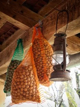 Hazelnuts Foto stock