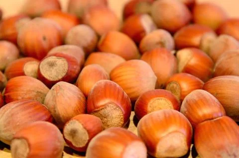 Hazelnuts 写真素材