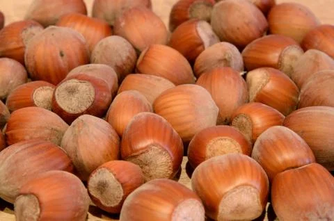 Hazelnuts Stock Photos