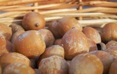 Hazelnuts Stock Photos