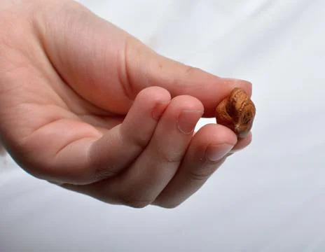 Hazelnuts Stock Photos