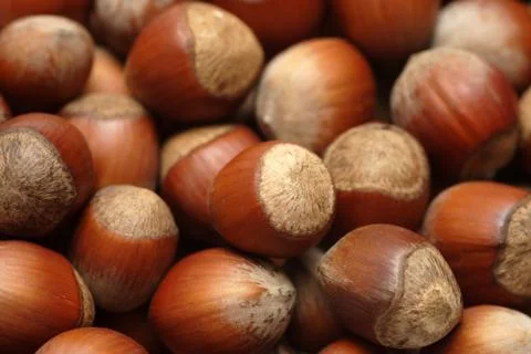 Hazelnuts Stock Photos