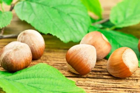 Hazelnuts Stock Photos