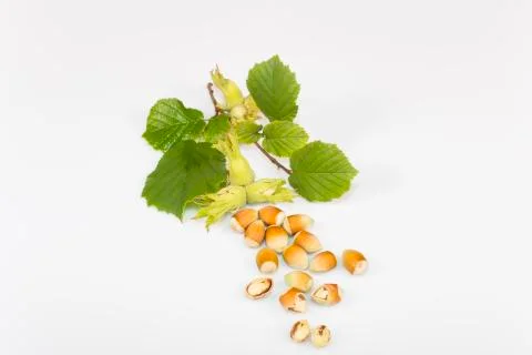 Hazelnuts Stock Photos
