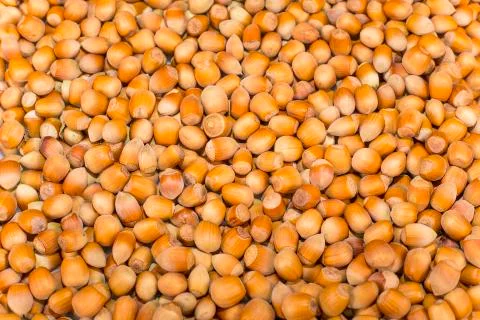 Hazelnuts Stock Photos