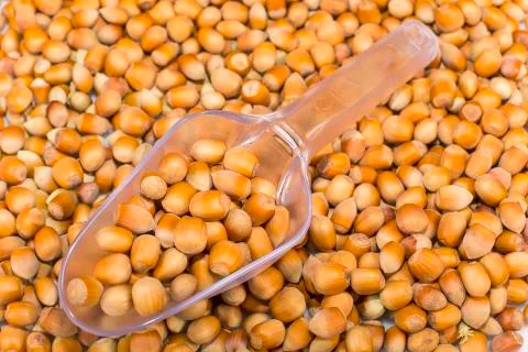 Hazelnuts Stock Photos