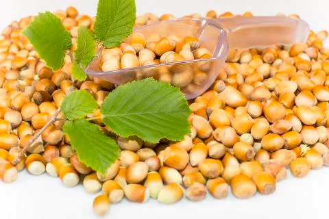 Hazelnuts Stock Photos