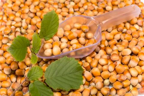 Hazelnuts Stock Photos
