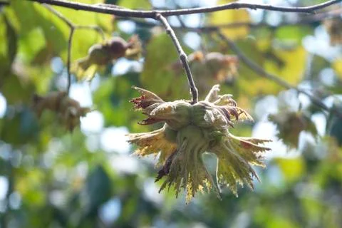 Hazelnuts Stock Photos