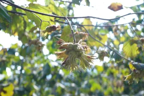 Hazelnuts Foto stock
