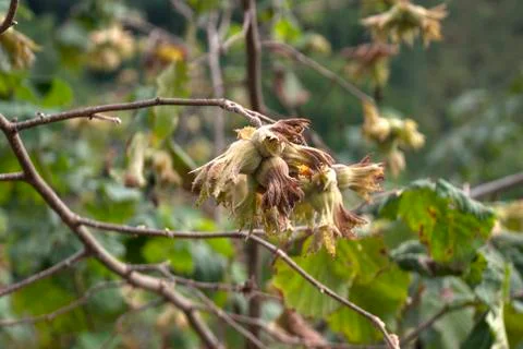 Hazelnuts Stock Photos