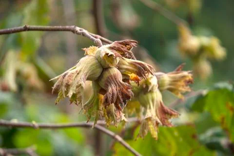 Hazelnuts Foto stock