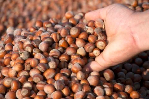 Hazelnuts Stock Photos