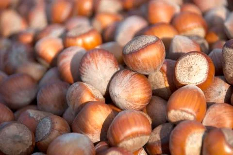 Hazelnuts Stock Photos
