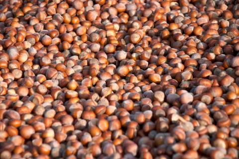 Hazelnuts Stock Photos